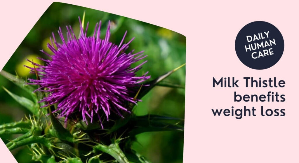 Do You Know How Milk Thistle Benefits Weight Loss? 2022 Daily Human Care