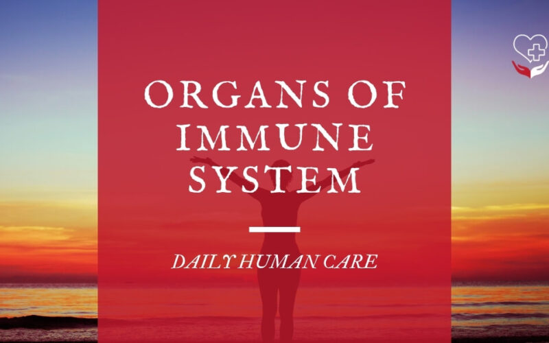 Organs of immune system