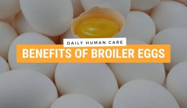 Benefits of Broiler Eggs