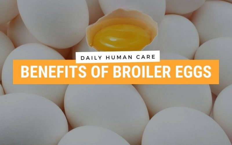 Benefits of Broiler Eggs