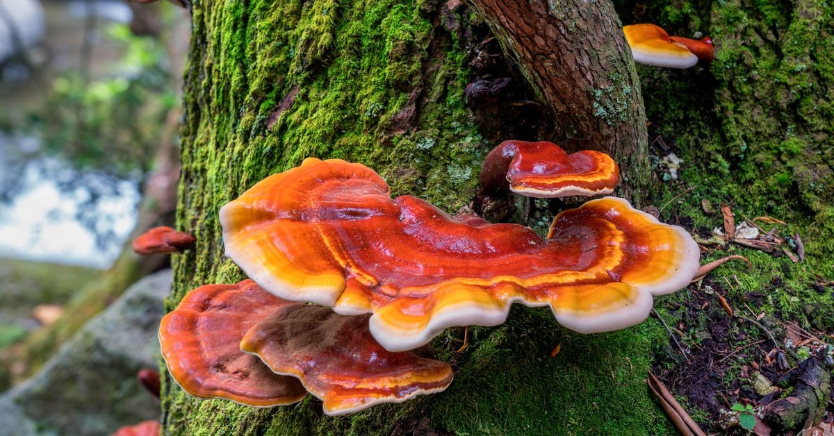 Reishi Mushroom