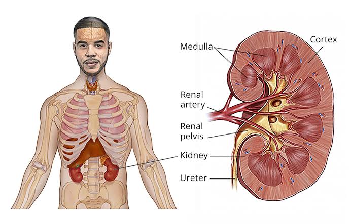 Kidney cancer 