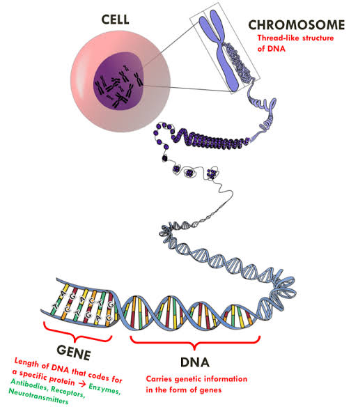 DNA and Gene 