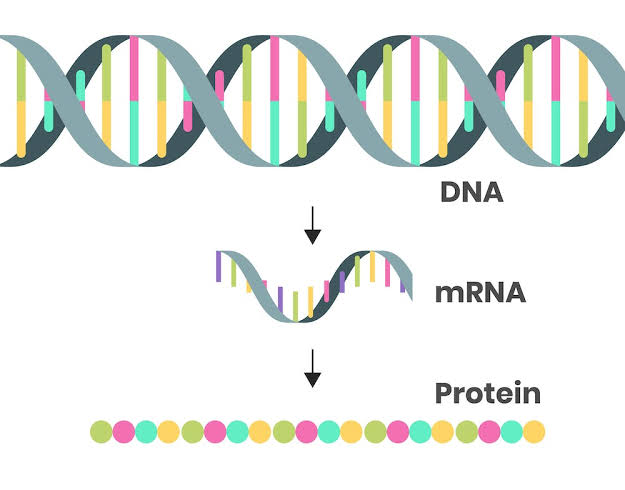 mRNA